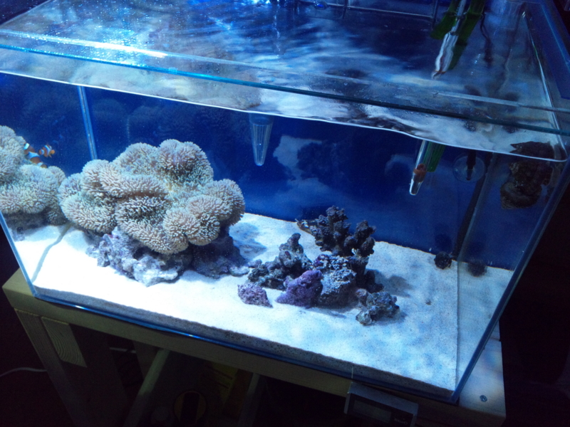 f:id:tom-ocean:20130608220331j:plain f:id:tom-ocean:20130608220331j:plain
