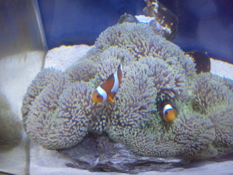 f:id:tom-ocean:20130613213737j:plain f:id:tom-ocean:20130613213737j:plain