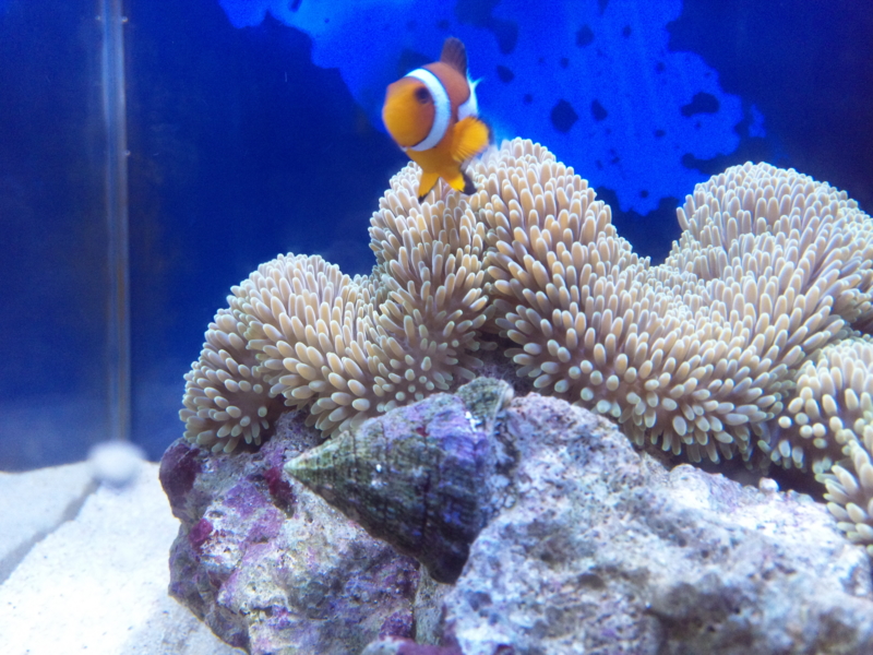 f:id:tom-ocean:20130618211238j:plain f:id:tom-ocean:20130618211238j:plain