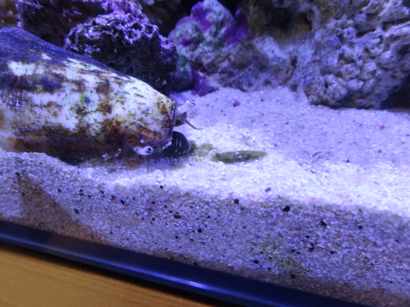 f:id:tom-ocean:20130718214645j:plain f:id:tom-ocean:20130718214645j:plain