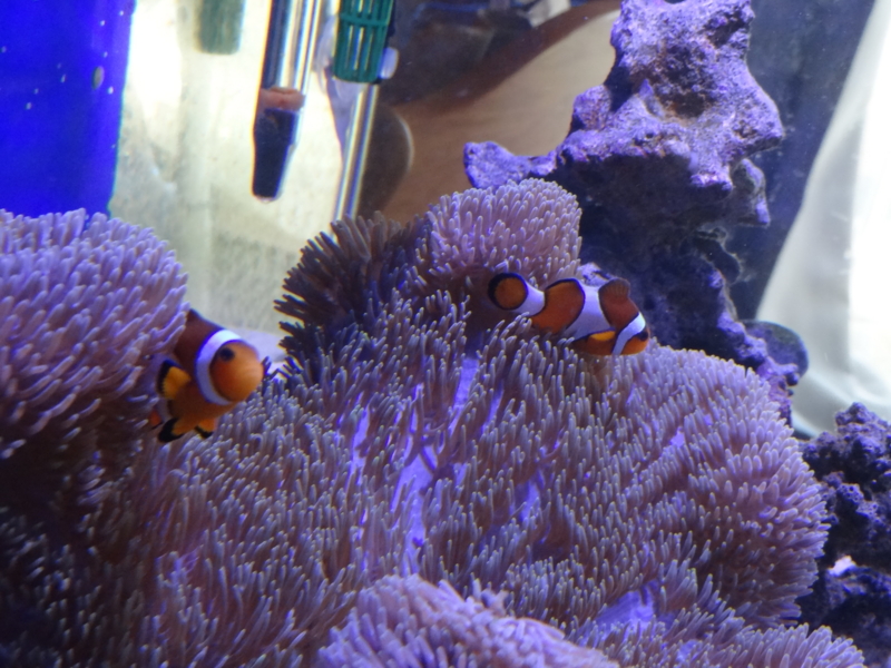 f:id:tom-ocean:20130723070628j:plain f:id:tom-ocean:20130723070628j:plain