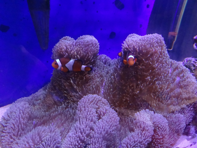 f:id:tom-ocean:20130724063905j:plain f:id:tom-ocean:20130724063905j:plain