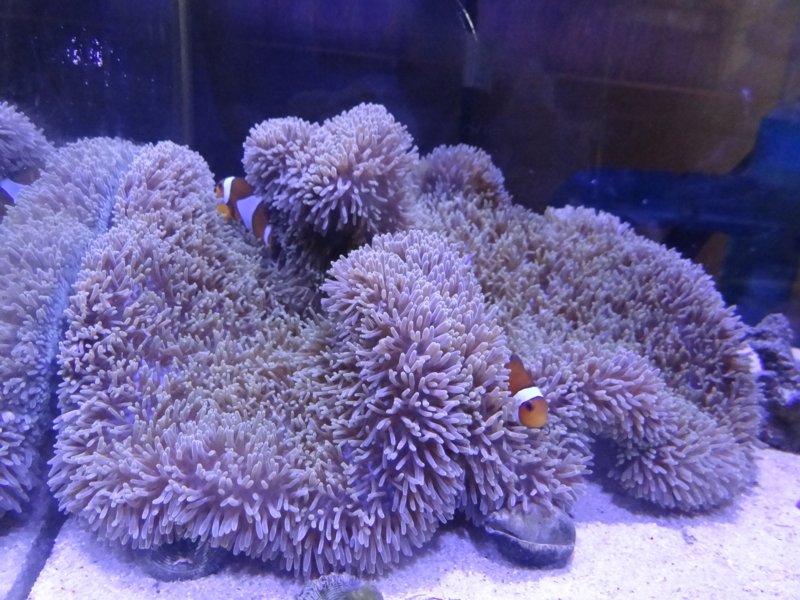 f:id:tom-ocean:20130817062805j:plain f:id:tom-ocean:20130817062805j:plain