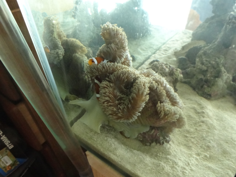 f:id:tom-ocean:20130820061135j:plain f:id:tom-ocean:20130820061135j:plain
