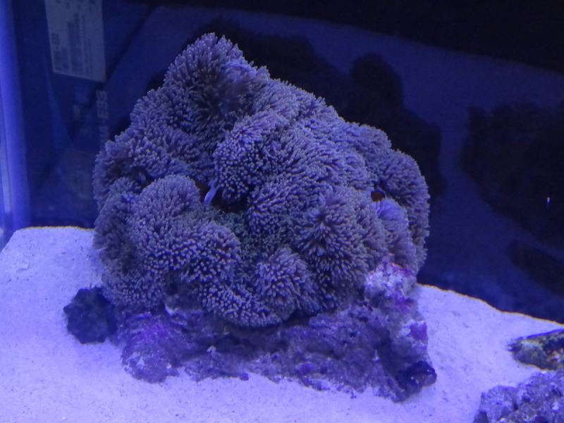 f:id:tom-ocean:20130820070402j:plain f:id:tom-ocean:20130820070402j:plain