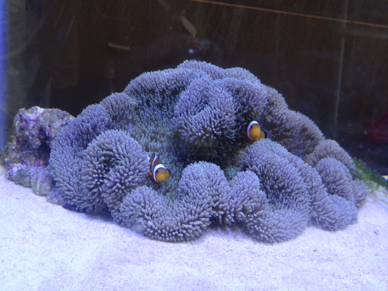 f:id:tom-ocean:20130829064640j:plain f:id:tom-ocean:20130829064640j:plain