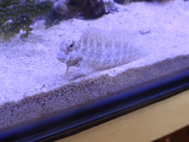 f:id:tom-ocean:20130829064741j:plain f:id:tom-ocean:20130829064741j:plain