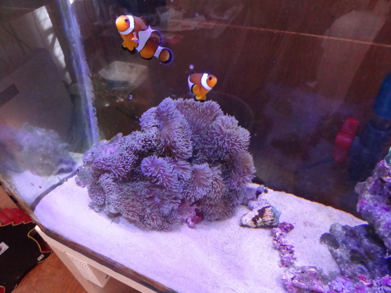 f:id:tom-ocean:20131027133816j:plain f:id:tom-ocean:20131027133816j:plain