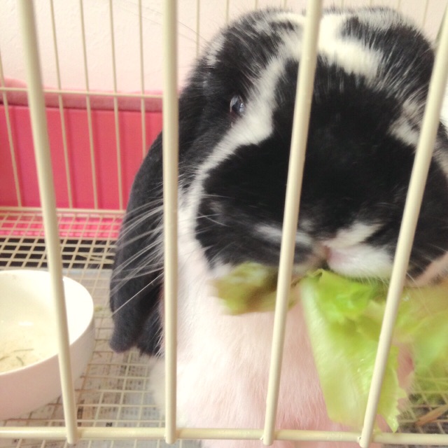 f:id:tombaby:20150714001410j:image f:id:tombaby:20150714001410j:image