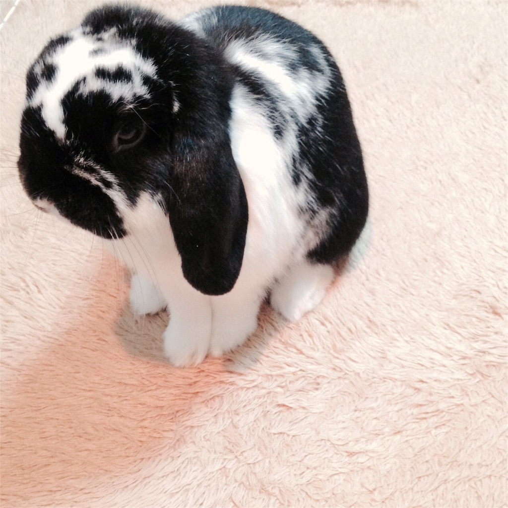 f:id:tombaby:20151109203906j:image f:id:tombaby:20151109203906j:image