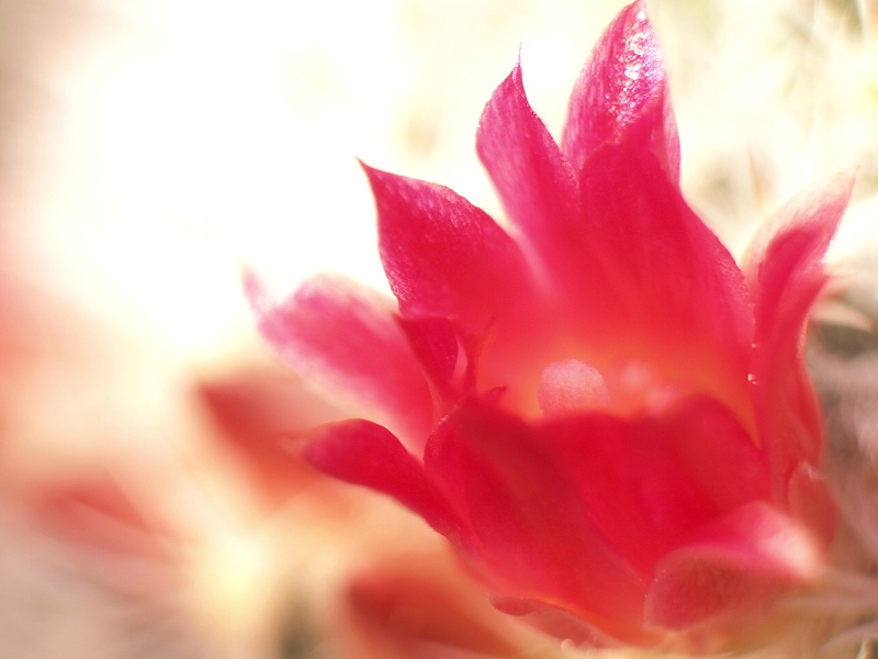 f:id:tomhoo:20150301085136j:plain