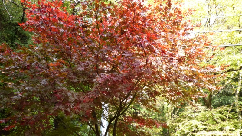 f:id:tomii23:20121118082936j:image f:id:tomii23:20121118082936j:image