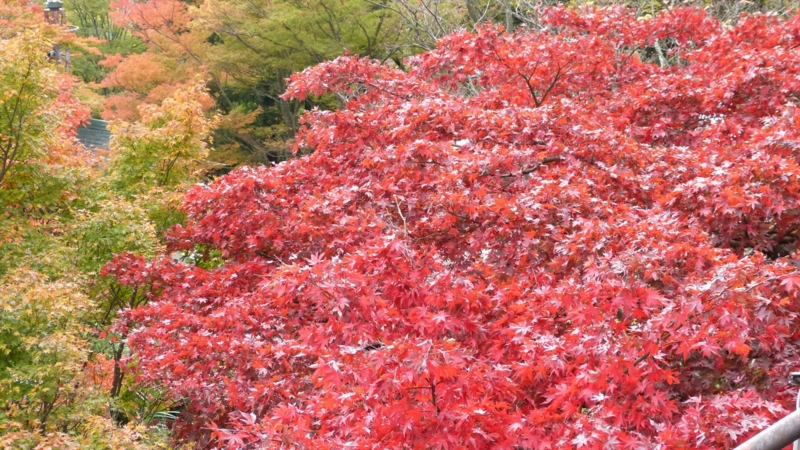 f:id:tomii23:20121118094453j:image f:id:tomii23:20121118094453j:image