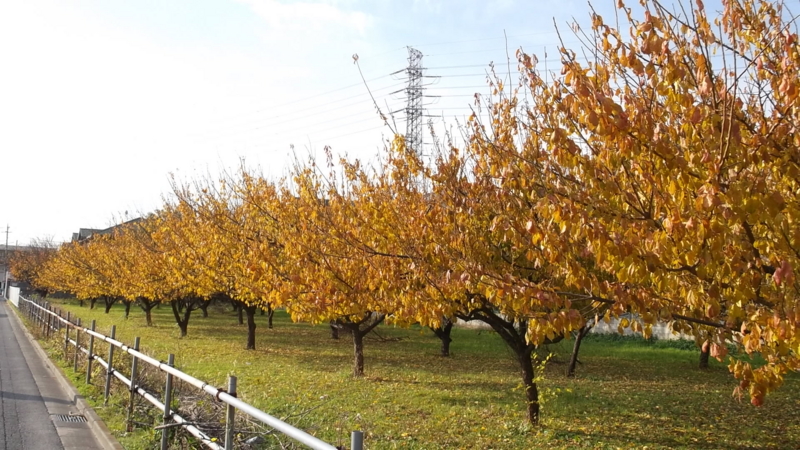 f:id:tomlin:20131128141746j:plain