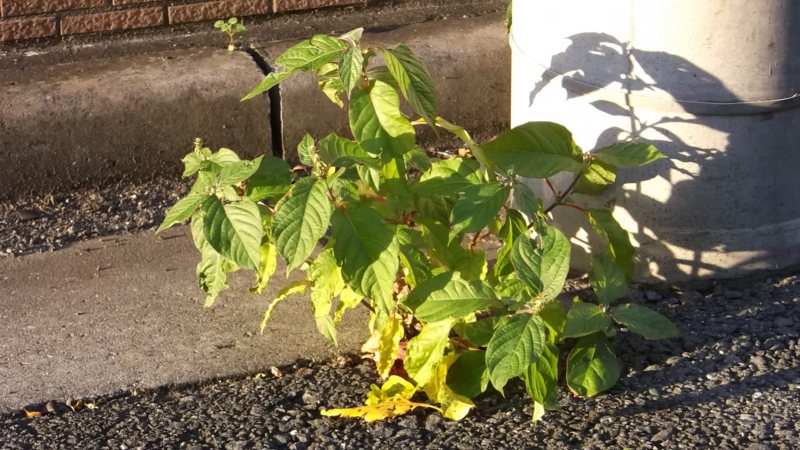 f:id:tomlin:20131128153353j:plain