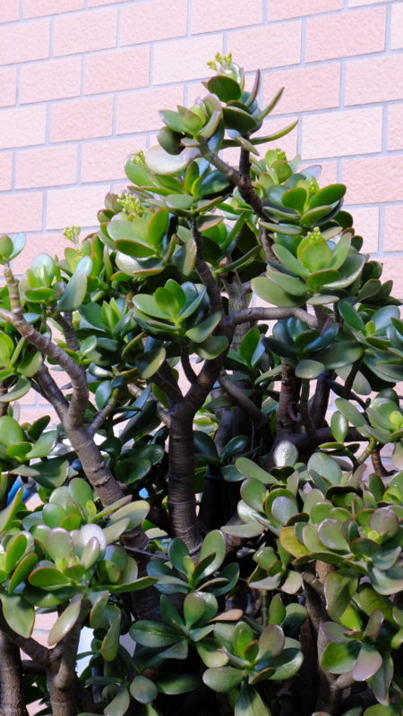 f:id:tomlin:20141225094813j:plain