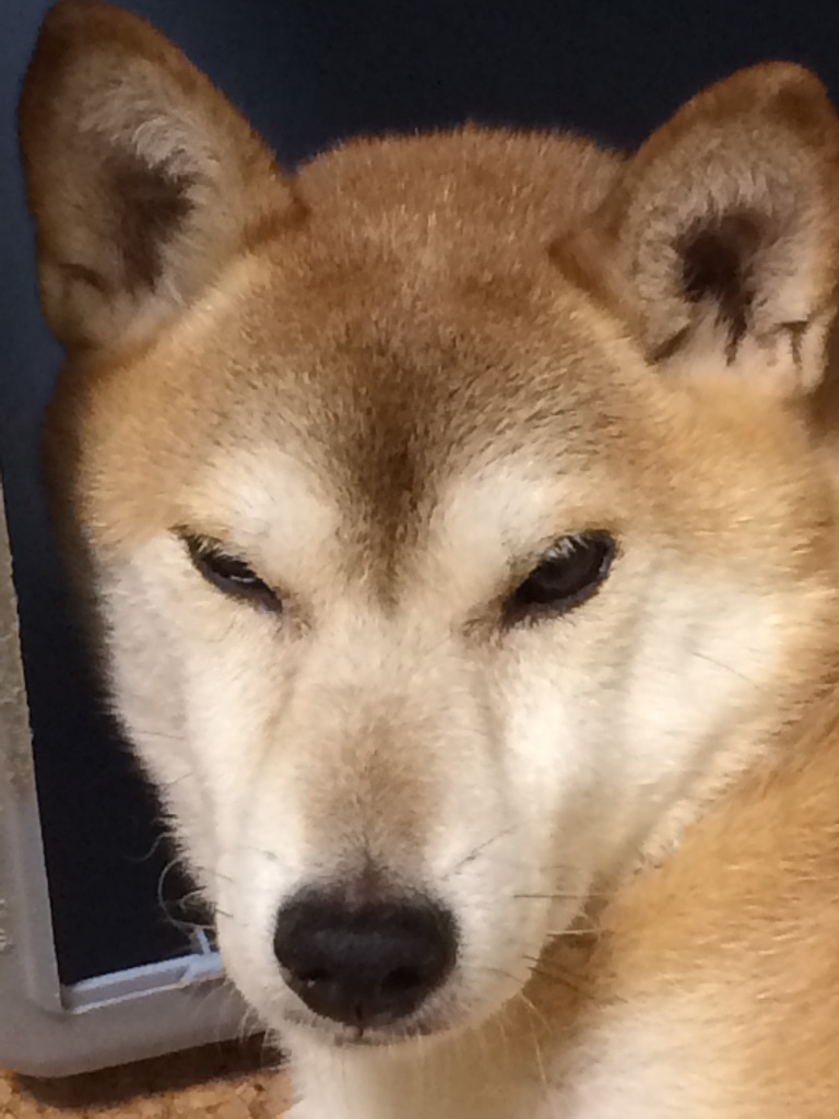 f:id:tommy_goround:20150911135529j:image f:id:tommy_goround:20150911135529j:image