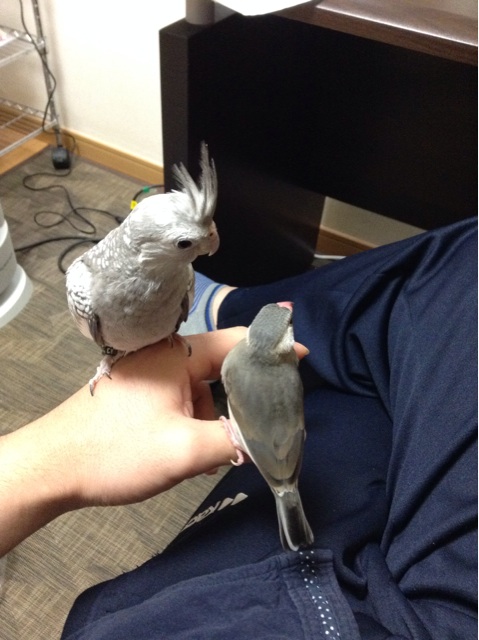 f:id:tomocyama678:20140405041717j:plain f:id:tomocyama678:20140405041717j:plain