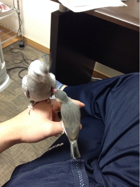 f:id:tomocyama678:20140405041734j:plain f:id:tomocyama678:20140405041734j:plain
