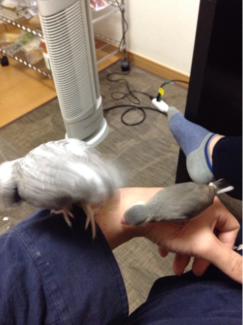 f:id:tomocyama678:20140405041759j:plain f:id:tomocyama678:20140405041759j:plain