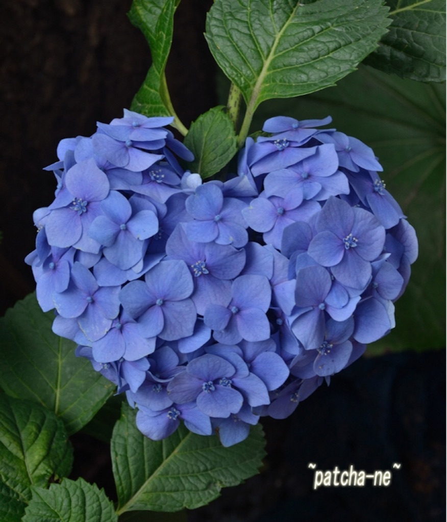 f:id:tomokoaida:20160603084246j:image f:id:tomokoaida:20160603084246j:image
