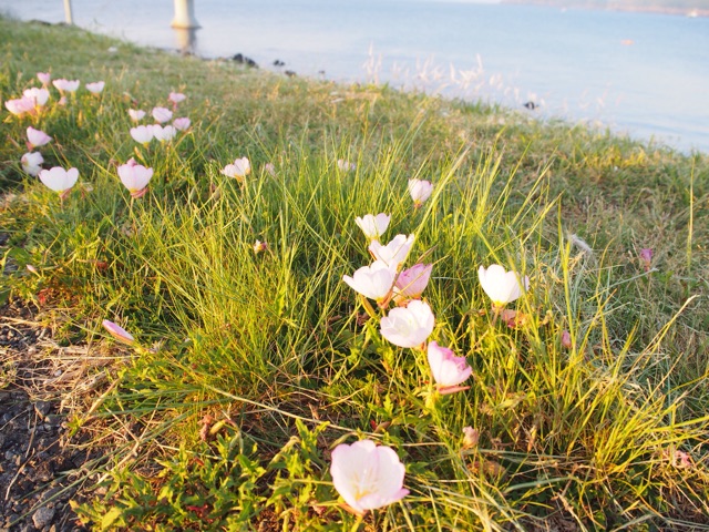f:id:tomokotrip:20150614225633j:plain f:id:tomokotrip:20150614225633j:plain