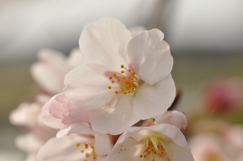 f:id:tomomii:20130330152948j:image