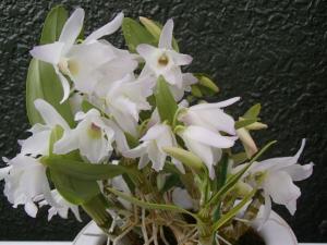 f:id:tongarashi:20160130152710j:plain f:id:tongarashi:20160130152710j:plain