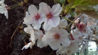 f:id:tongarashi:20160412204636j:plain