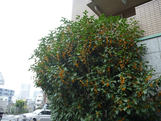 f:id:torakichi7:20121017150311j:image f:id:torakichi7:20121017150311j:image