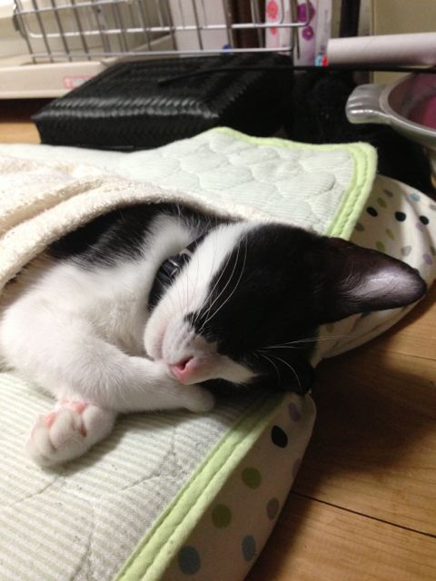 f:id:torakichi7:20130818183510j:image f:id:torakichi7:20130818183510j:image