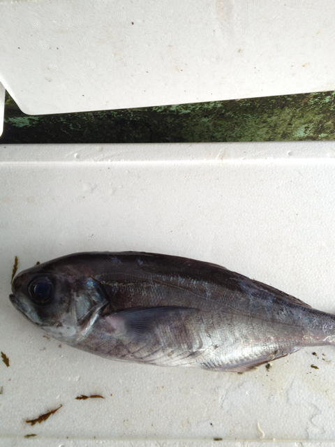 f:id:torebian-yokoshuka:20130313172914j:plain f:id:torebian-yokoshuka:20130313172914j:plain