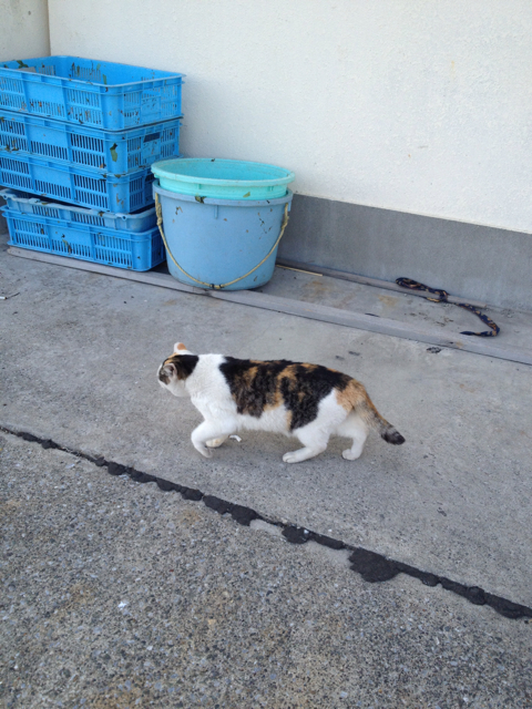 f:id:torebian-yokoshuka:20130319213920j:plain f:id:torebian-yokoshuka:20130319213920j:plain