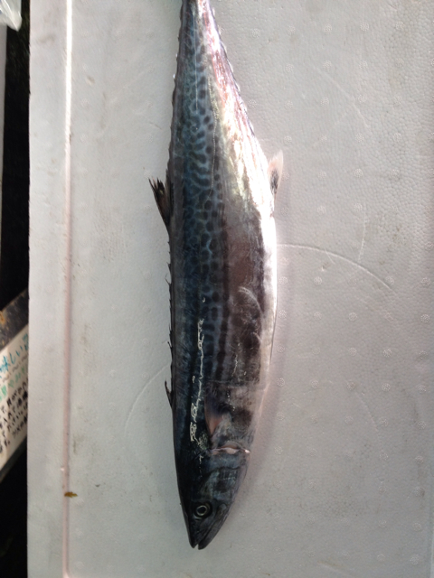 f:id:torebian-yokoshuka:20130322175256j:plain f:id:torebian-yokoshuka:20130322175256j:plain
