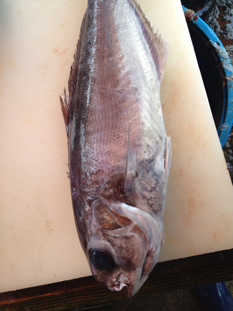 f:id:torebian-yokoshuka:20130323180554j:plain f:id:torebian-yokoshuka:20130323180554j:plain