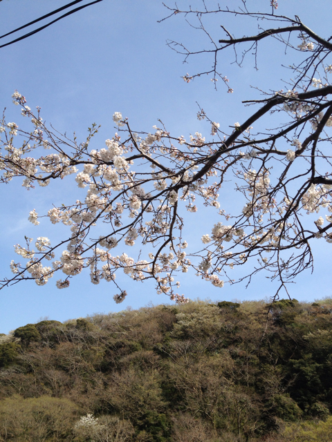 f:id:torebian-yokoshuka:20130324183133j:plain f:id:torebian-yokoshuka:20130324183133j:plain