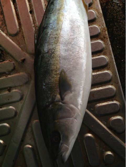 f:id:torebian-yokoshuka:20130513192643j:plain f:id:torebian-yokoshuka:20130513192643j:plain