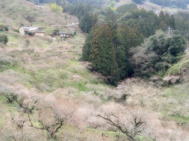 f:id:tori-planet:20150312101001j:plain f:id:tori-planet:20150312101001j:plain