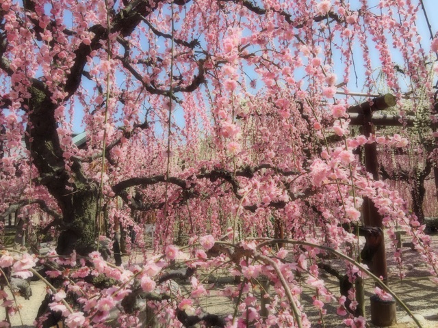 f:id:tori-planet:20150318173403j:plain f:id:tori-planet:20150318173403j:plain