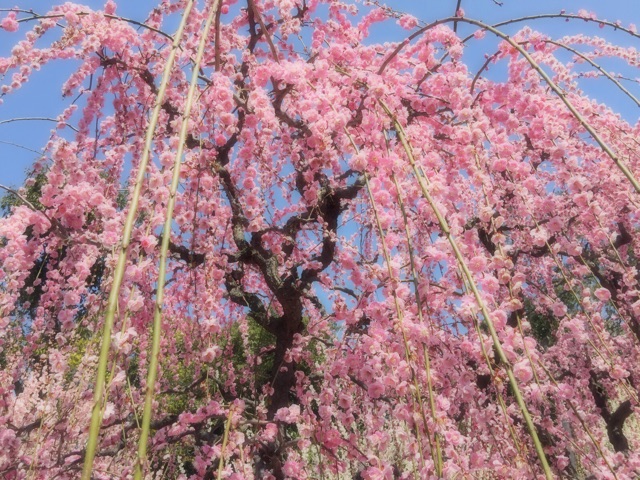 f:id:tori-planet:20150318173456j:plain f:id:tori-planet:20150318173456j:plain