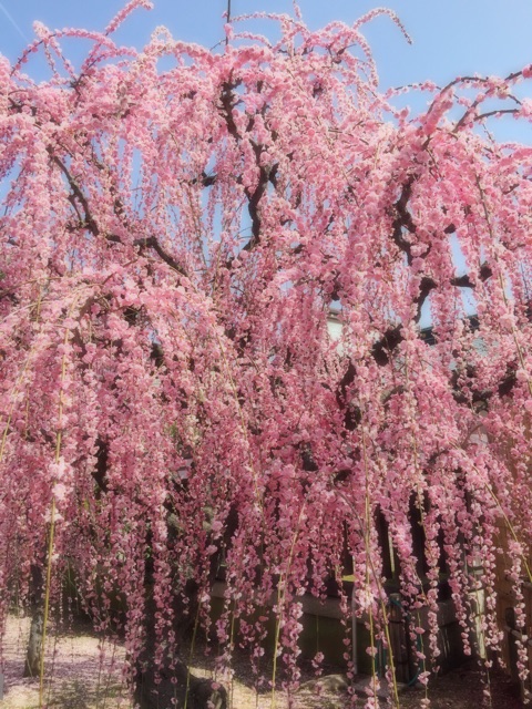 f:id:tori-planet:20150318173541j:plain f:id:tori-planet:20150318173541j:plain