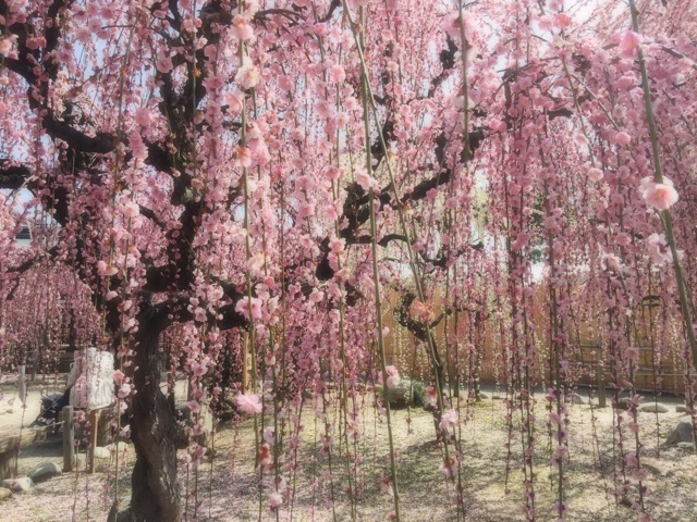f:id:tori-planet:20150318173632j:plain f:id:tori-planet:20150318173632j:plain
