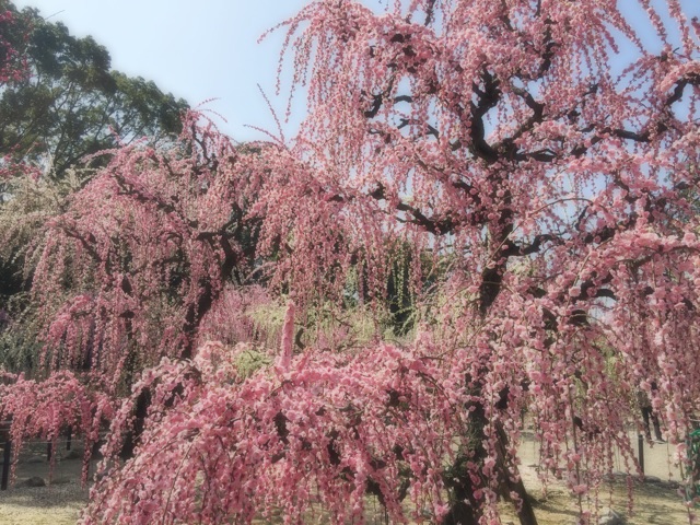f:id:tori-planet:20150318173759j:plain f:id:tori-planet:20150318173759j:plain