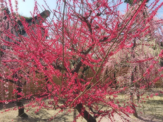 f:id:tori-planet:20150318173816j:plain f:id:tori-planet:20150318173816j:plain