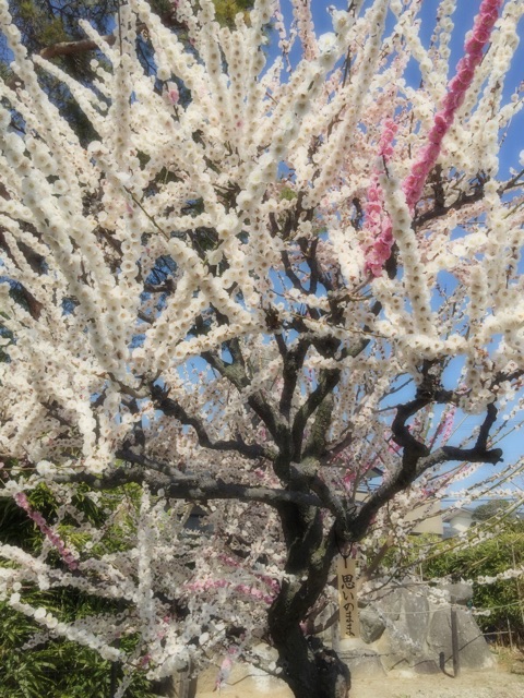 f:id:tori-planet:20150318173847j:plain f:id:tori-planet:20150318173847j:plain