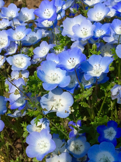f:id:tori-planet:20150501071234j:image f:id:tori-planet:20150501071234j:image