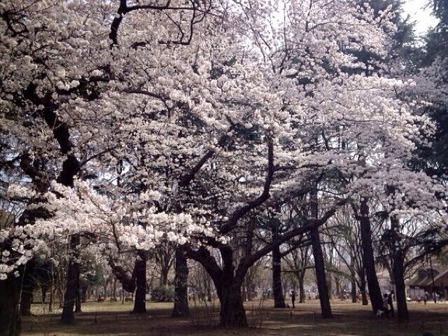 f:id:toriki841:20140329231713j:plain f:id:toriki841:20140329231713j:plain