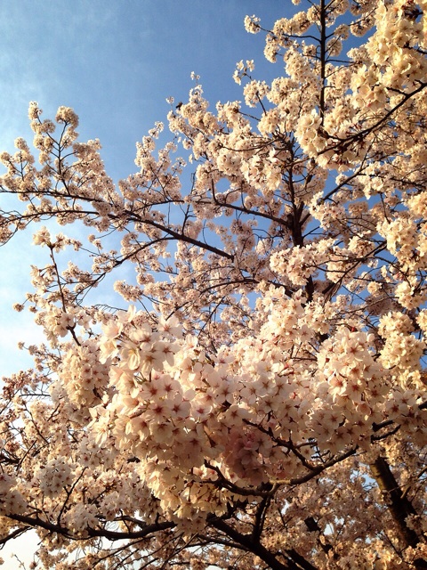f:id:toriki841:20150331233147j:plain f:id:toriki841:20150331233147j:plain