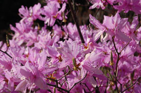 f:id:torimaki:20090320162543j:image f:id:torimaki:20090320162543j:image