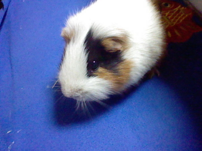 f:id:torucky:20100109234212j:image f:id:torucky:20100109234212j:image